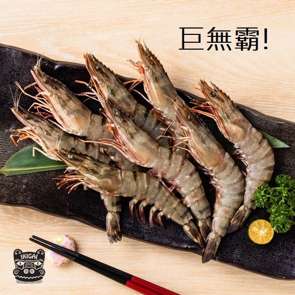 根島生態蝦(8P)