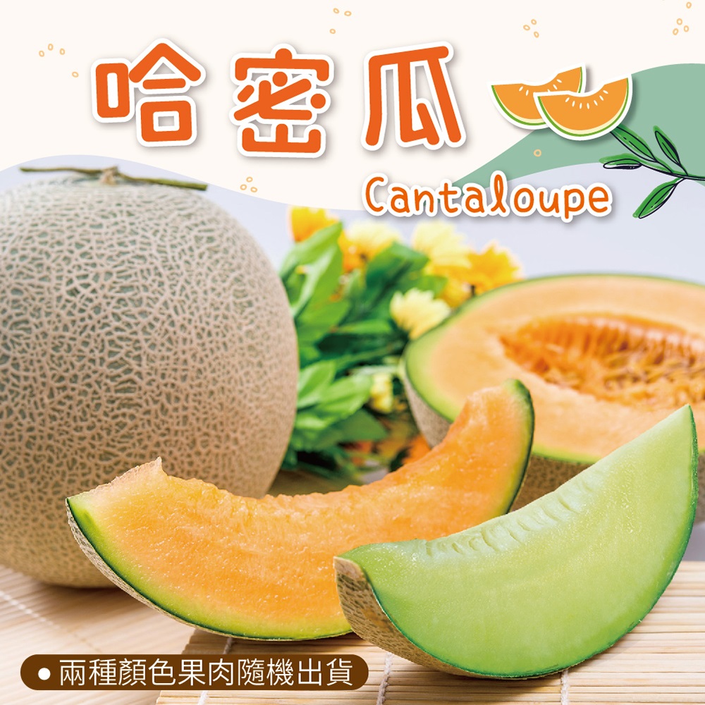 網紋哈蜜瓜